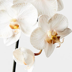 Orchid Phalaenopsis Infused 51cm | Dove - Faux Flowers - Magnolia Lane