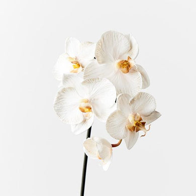 Orchid Phalaenopsis Infused 51cm | Dove - Faux Flowers - Magnolia Lane
