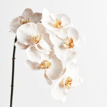 Load image into Gallery viewer, Orchid Phalaenopsis Infused | Dove - Faux Flowers - Magnolia Lane