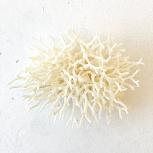 Coral - Seriatopora | 10-15cm - Coral Decor - Magnolia Lane