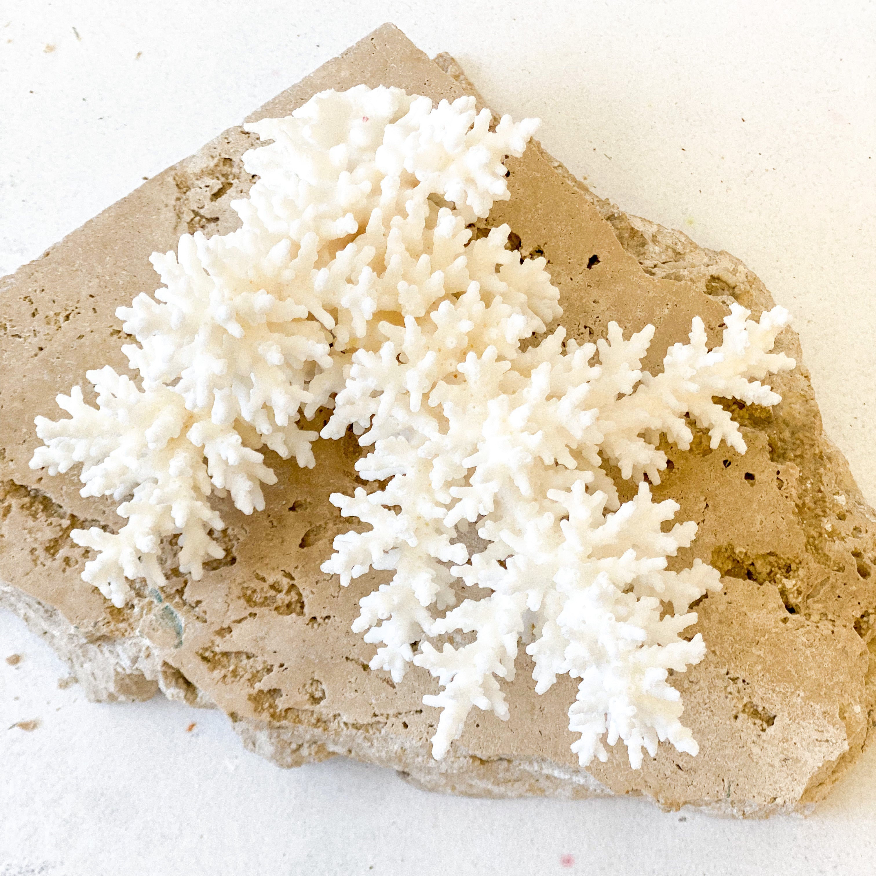 Acropora Bottlebrush Coral - Magnolia La