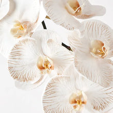 Load image into Gallery viewer, Orchid Phalaenopsis Infused in Dove - Faux Flowers - Magnolia Lane