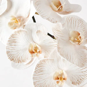 Orchid Phalaenopsis Infused in Dove - Faux Flowers - Magnolia Lane