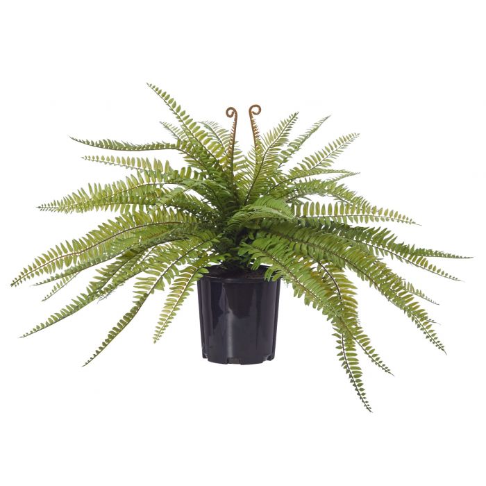 rogue boston fern, artificial plants, magnolia lane sunshine coast