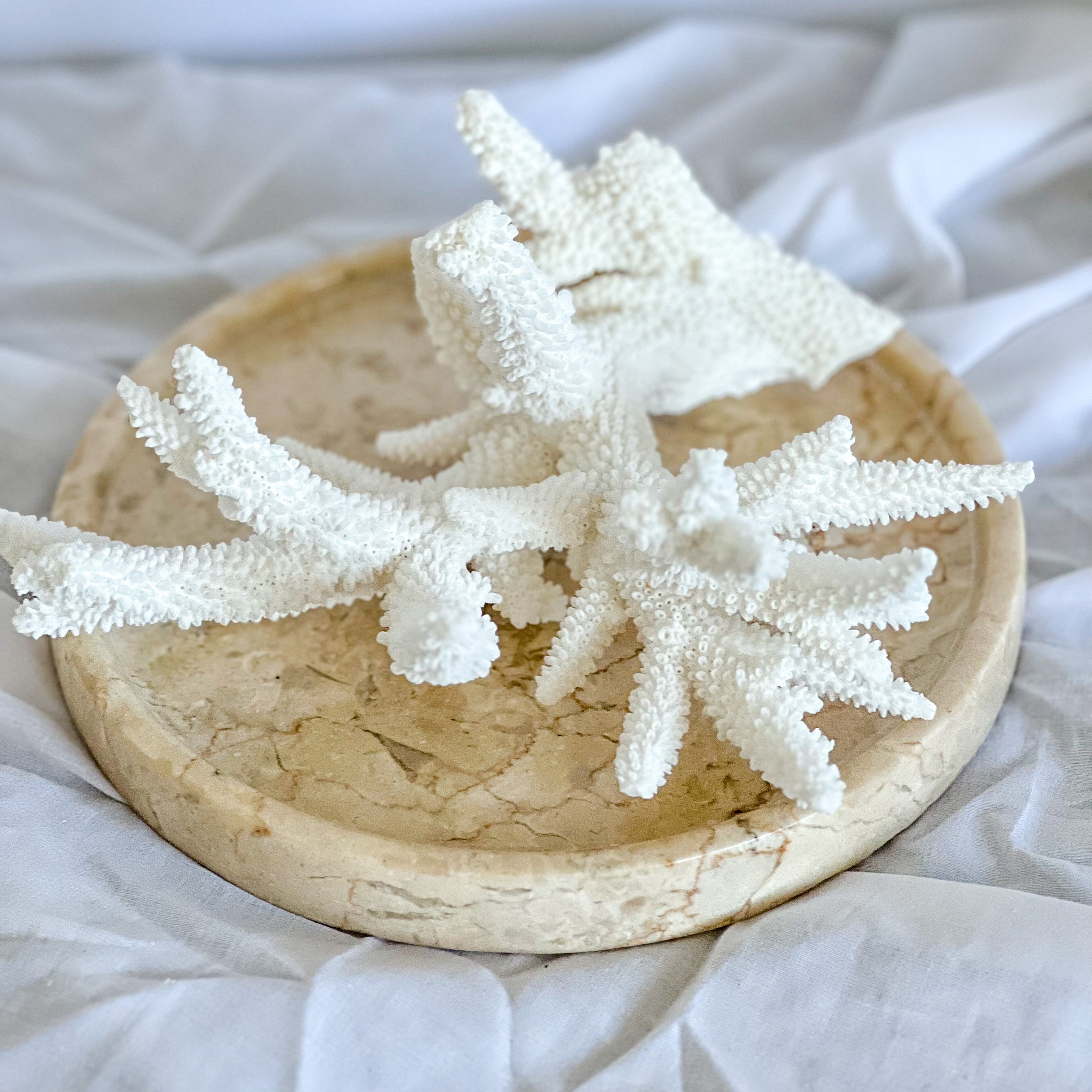 Acropora Spiky Staghorn Coral, Magnolia Lane coastal decor Australia