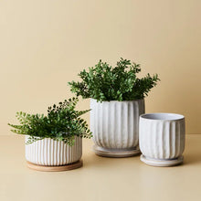 Load image into Gallery viewer, Clovelly white pot with saucer, Magnolia Lane Pots and Planters Sunshine Coast