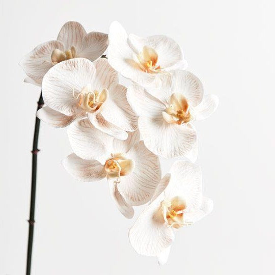 Orchid Phalaenopsis Infused | Dove - Faux Flowers - Magnolia Lane
