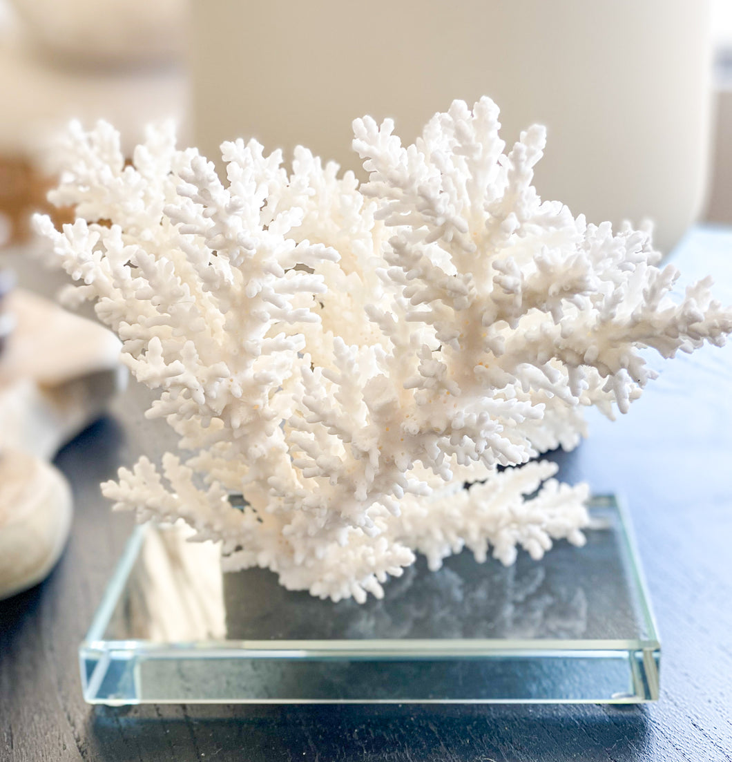 Acropora Bottlebrush Coral | 20-25cm