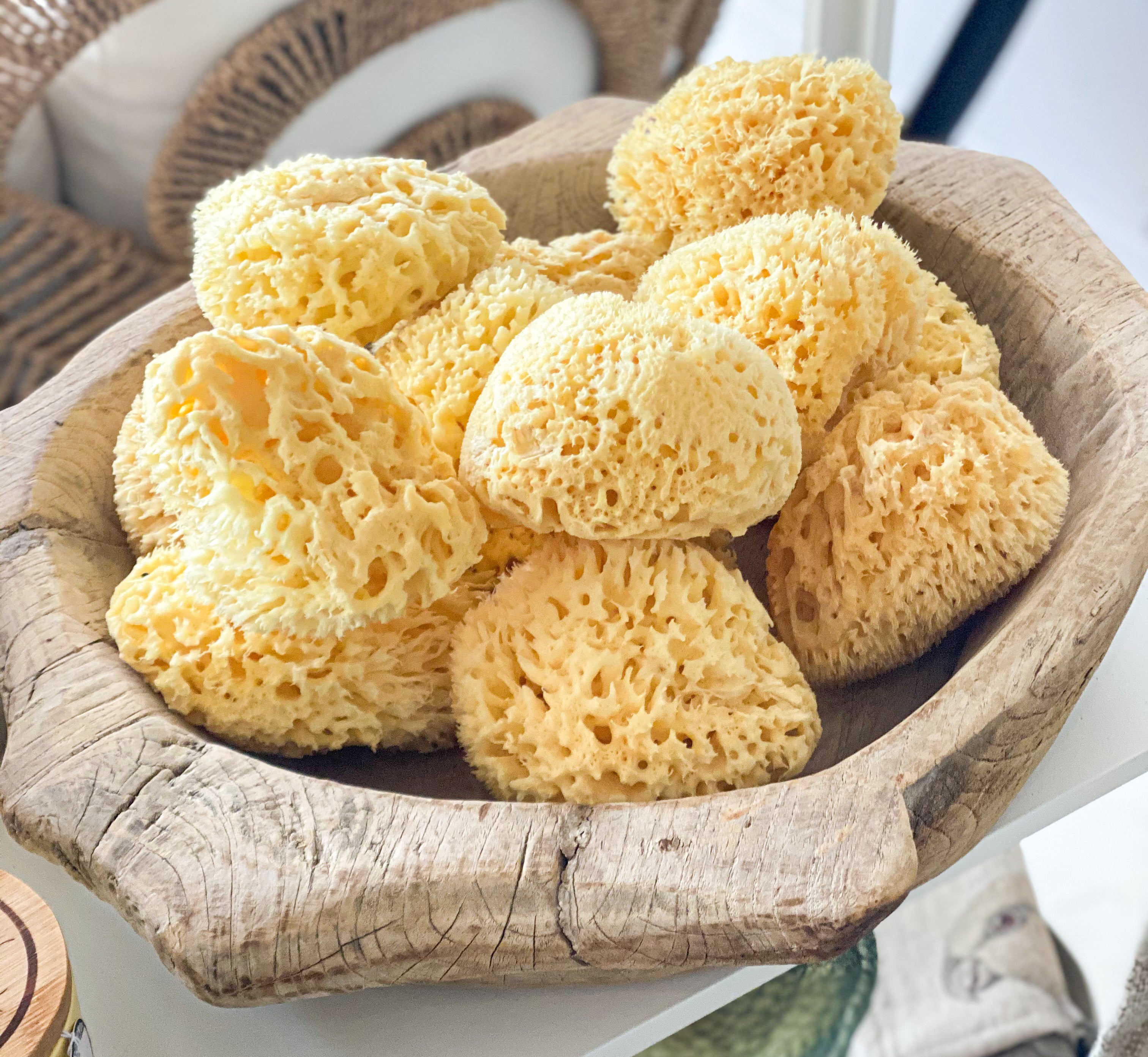 Natural Sea Sponge – House No.23