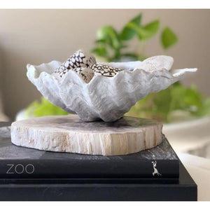 White Clam Mini 22cm