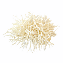 Load image into Gallery viewer, Coral - Seriatopora | 10-15cm - Coral Decor - Magnolia Lane