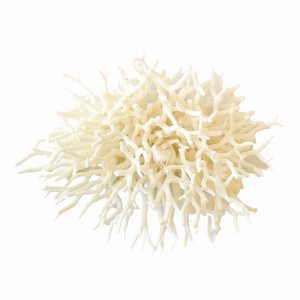 Coral - Seriatopora | 10-15cm - Coral Decor - Magnolia Lane