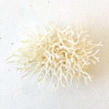 Load image into Gallery viewer, Coral - Seriatopora | 10-15cm - Coral Decor - Magnolia Lane