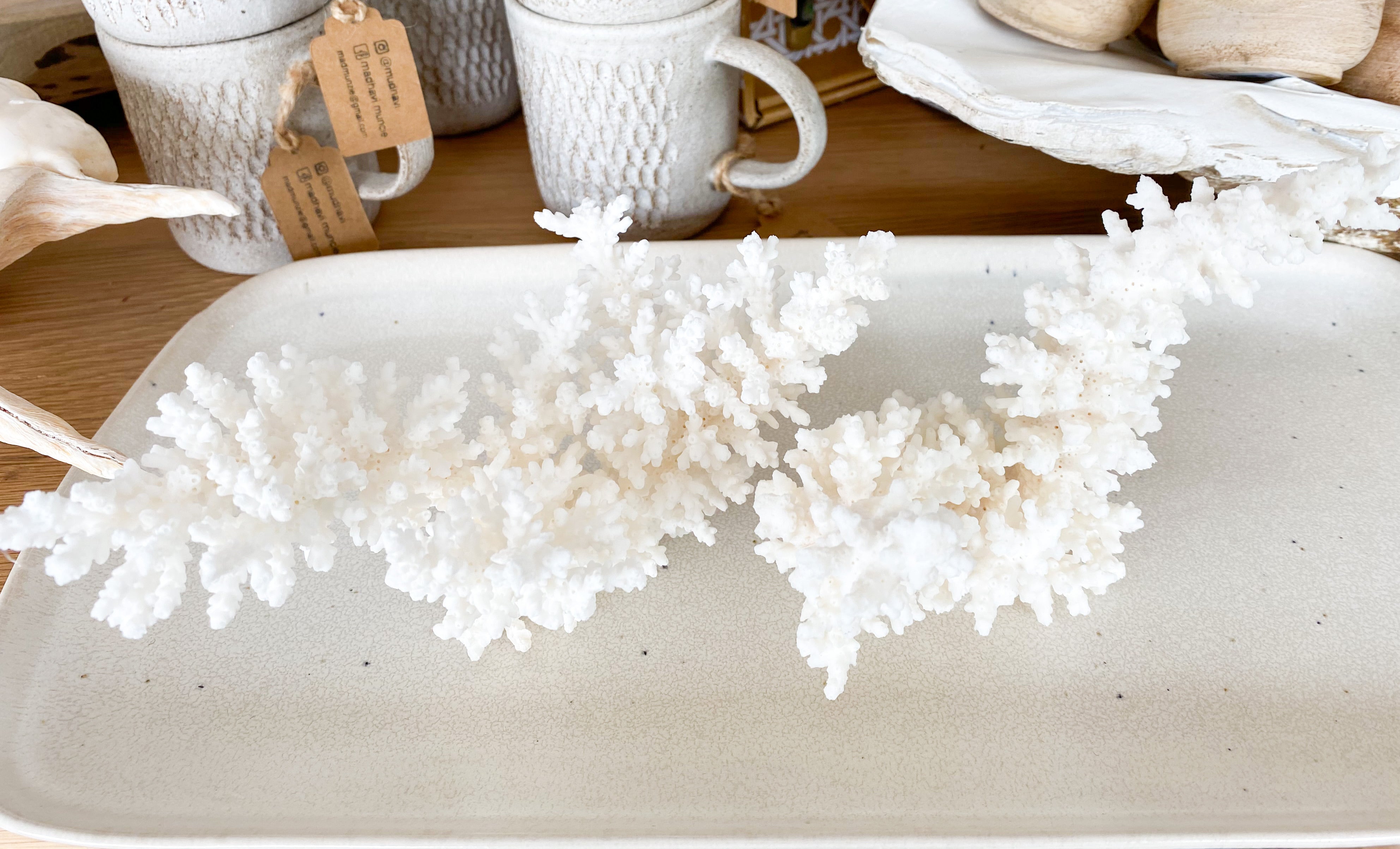 Acropora Bottlebrush Coral | 15-20cm