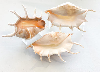 Lambis Truncata Shell, large, Magnolia Lane shell homewares