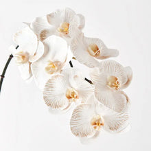 Load image into Gallery viewer, Orchid Phalaenopsis Infused | Dove - Faux Flowers - Magnolia Lane homewares