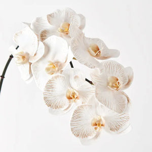 Orchid Phalaenopsis Infused | Dove - Faux Flowers - Magnolia Lane homewares