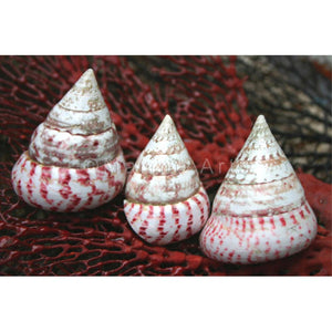 Tectus Conus polished Shell, Strawberry Trochus, Magnolia Lane shell home decor