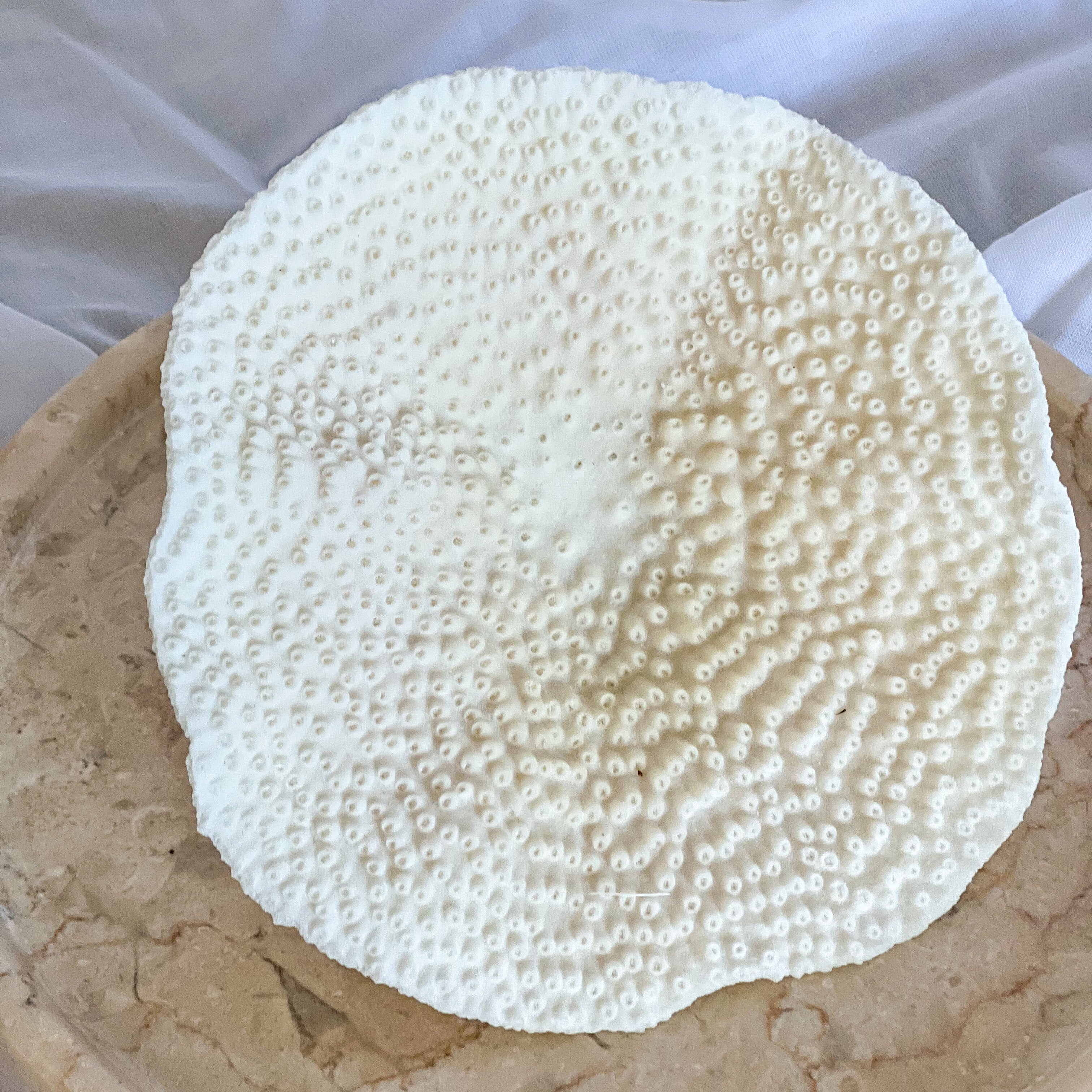 Sustainably sourced Turbinaria Coral, Magnolia Lane coastal decor 3