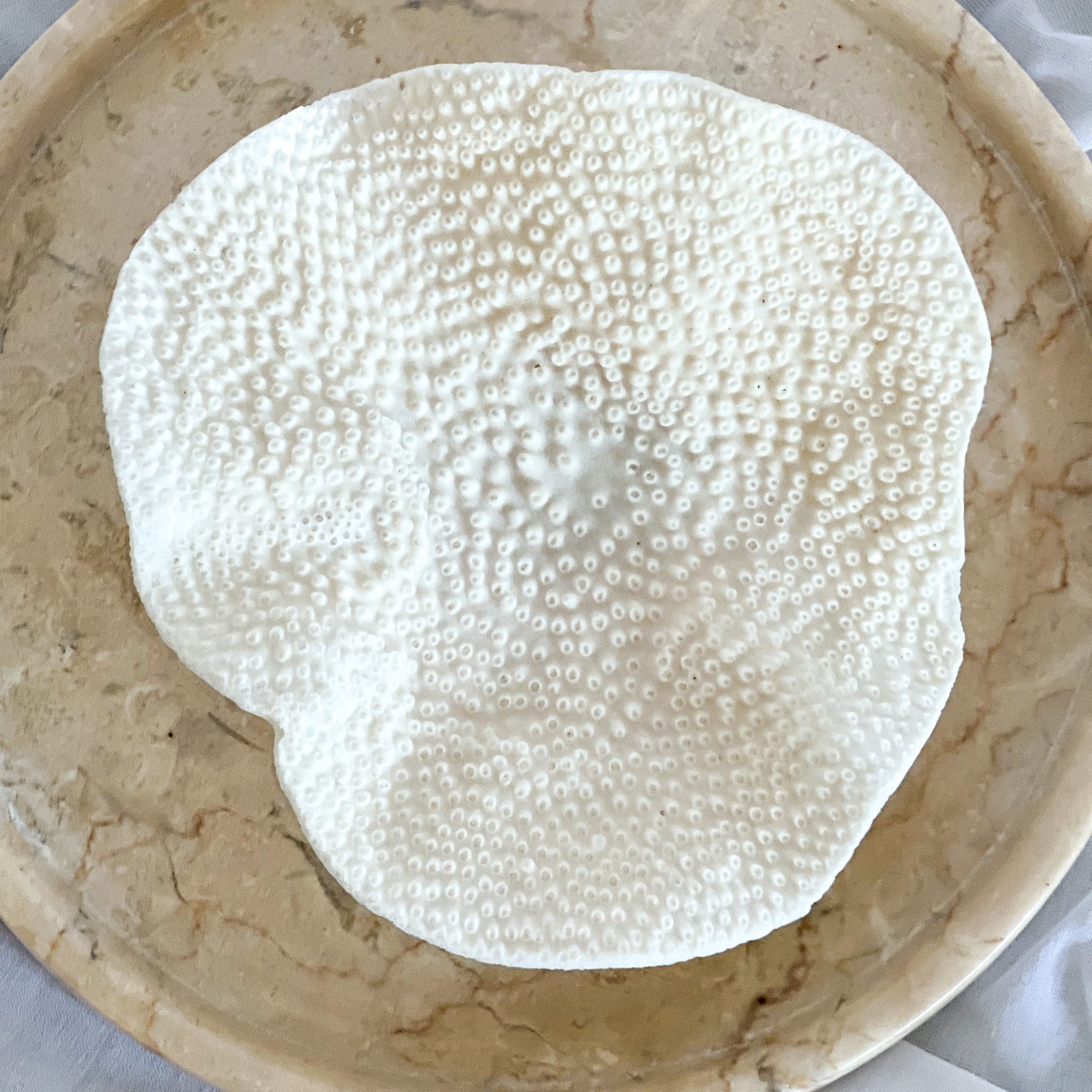 Sustainably sourced Turbinaria Coral, Magnolia Lane coastal decor 5