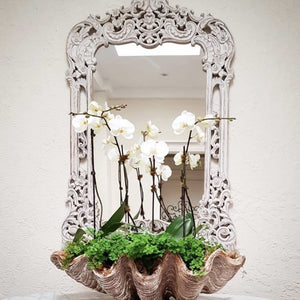 Vintage Clam Medium 52cm - Magnolia Lane